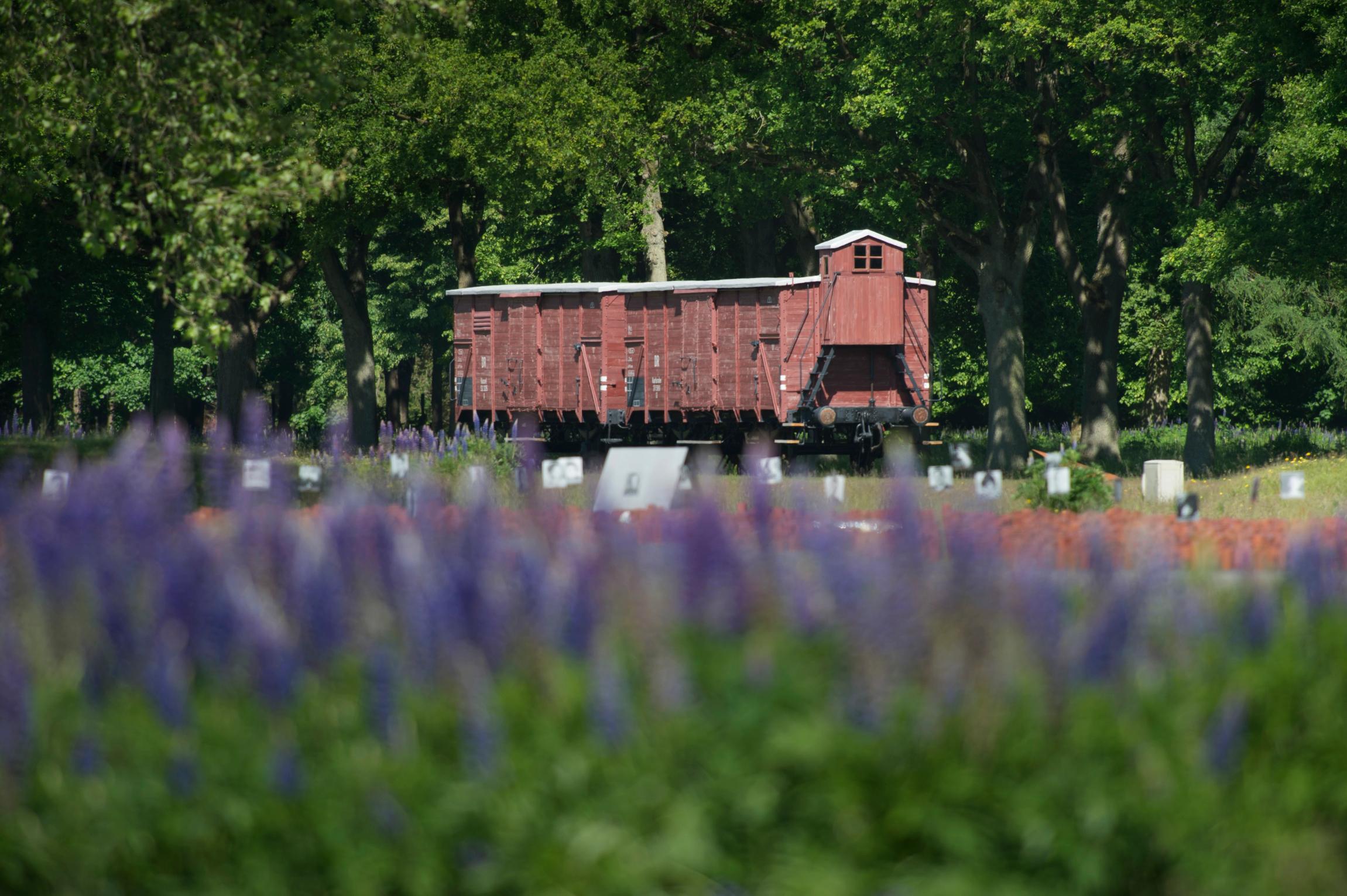 Wagon op kampterrein kamp Westerbork achter een rij paarse lupines