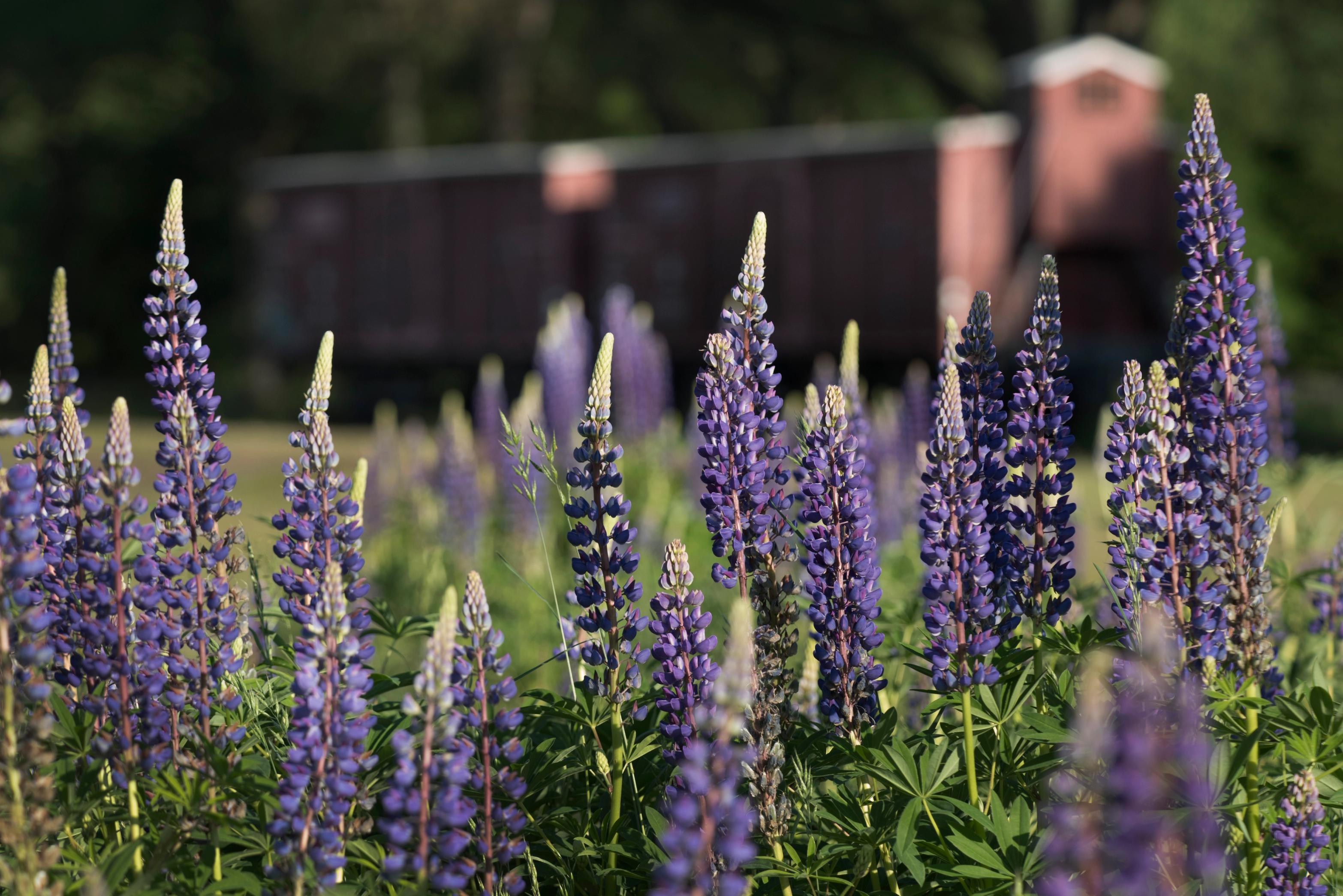 Close-up van paarse lupines met op de achtergrond de wagon op voormalig kampterrein westerbork