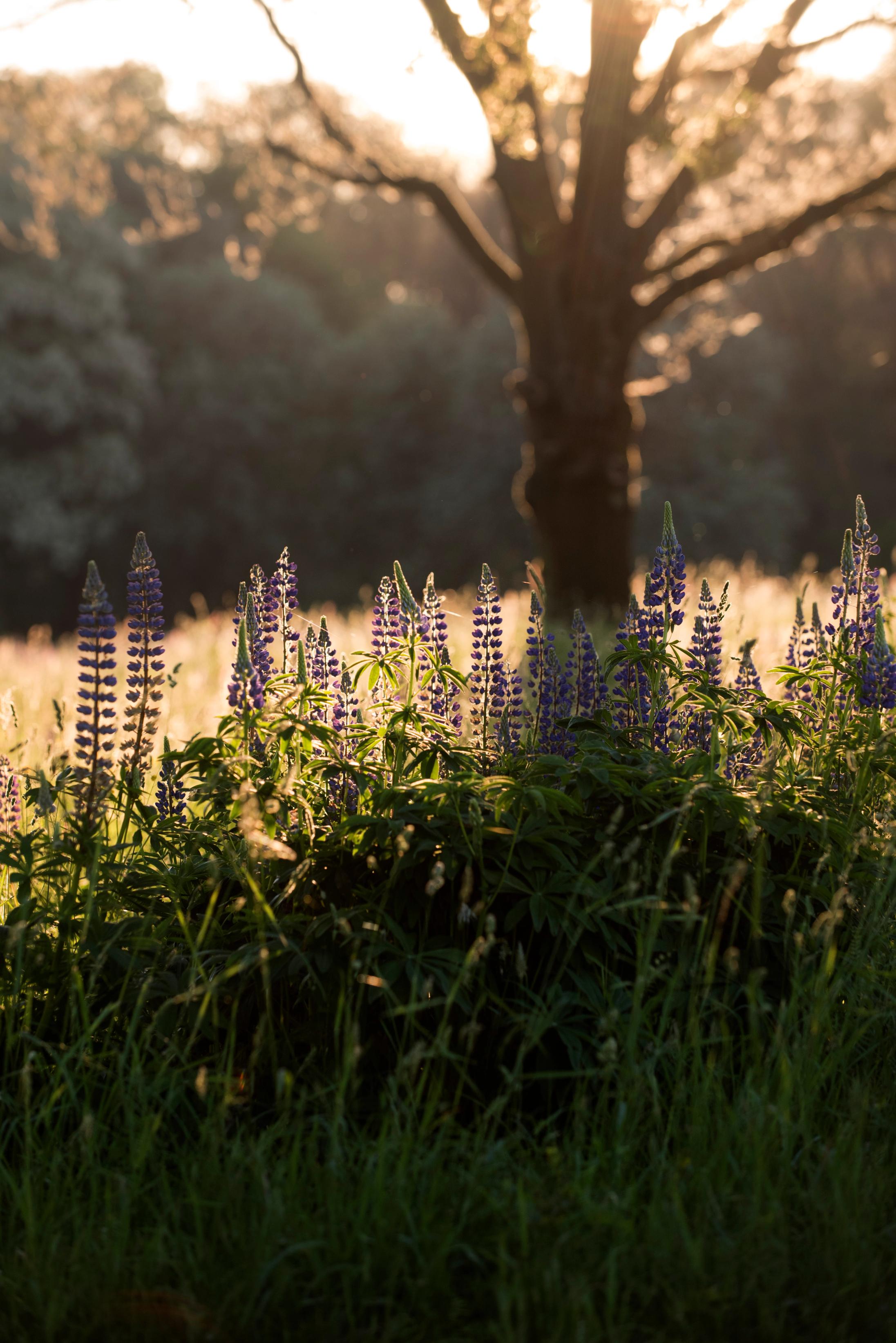 Paarse lupines met op de achtergrond de ondergaande zon door de takken van de boom heen