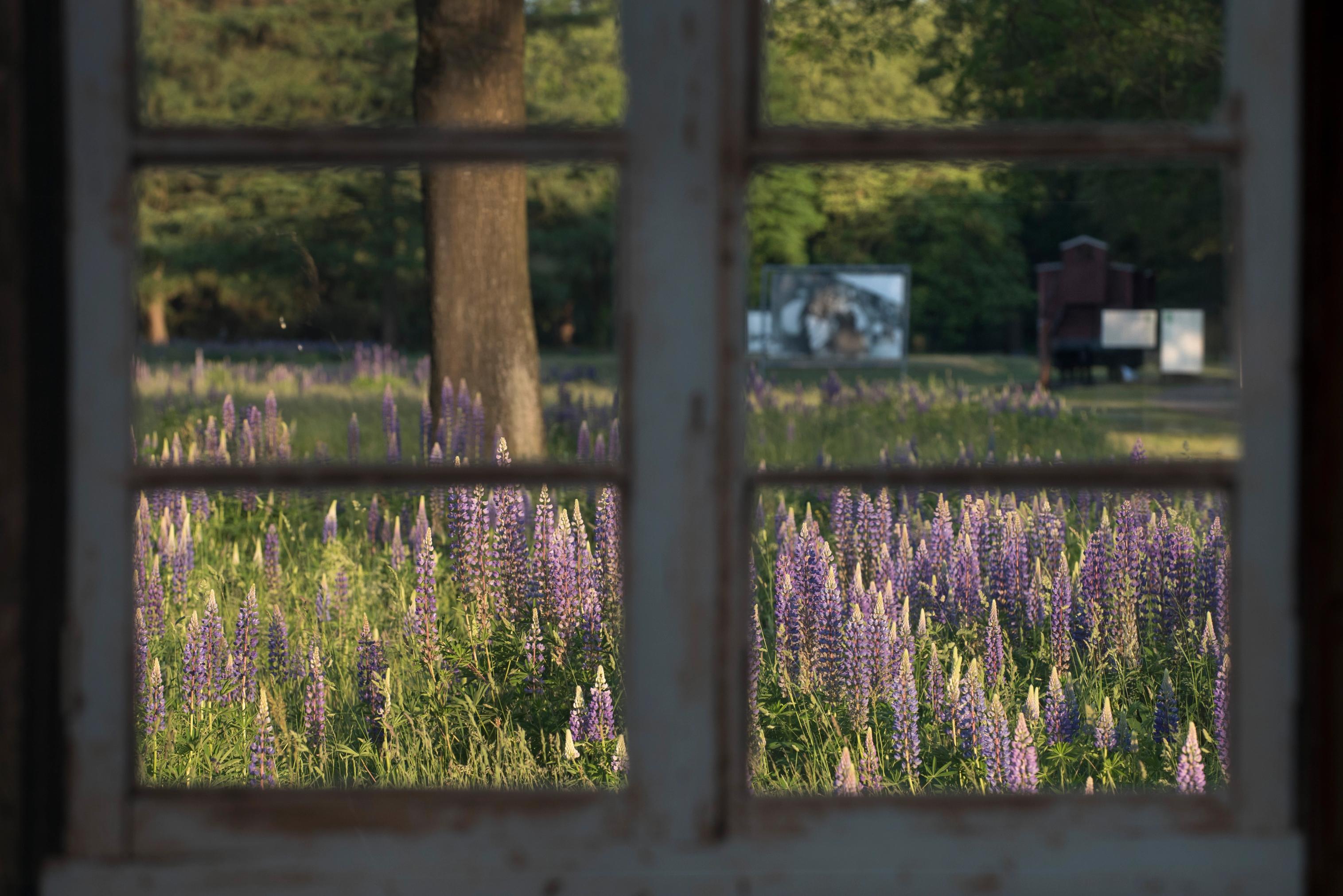 Uitzicht vanuit het raam uit barak 56 op voormalig kampterrein Westerbork met op de voorgrond paarse lupines en op de achtergrond de wagon en groot fotobord