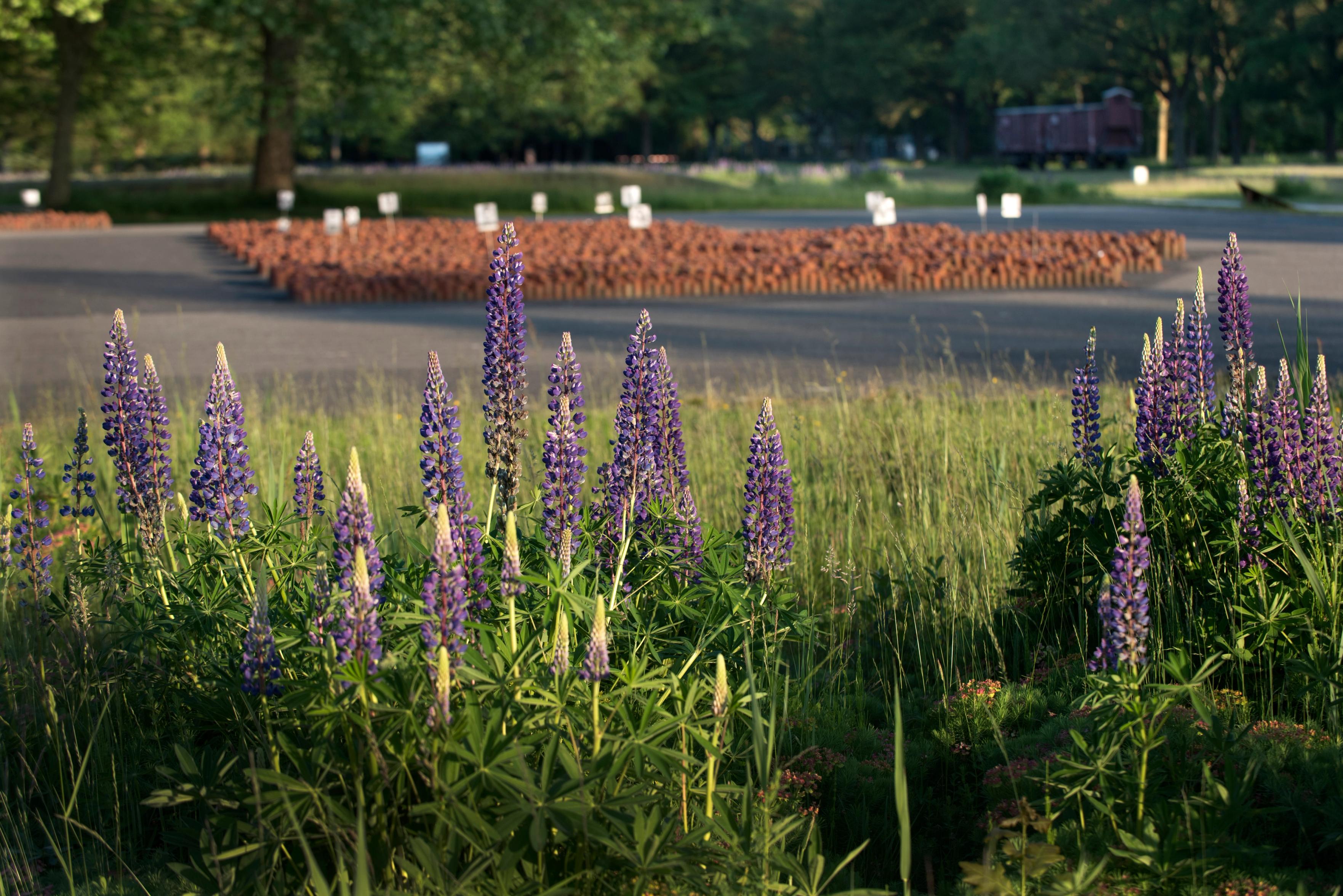 Paarse lupines met op de achtergrond het 102.000 Stenen Monument
