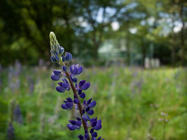 Paarse lupine met op de achtergrond vaag de kampcommandant woning