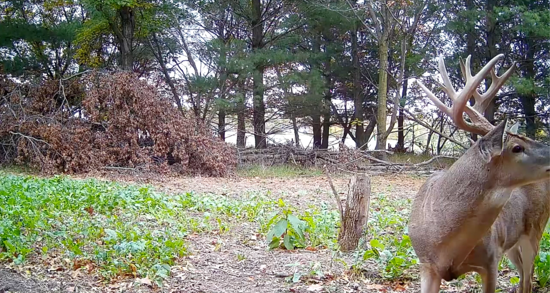 A Yellowstone trail camera in a mountain landscape