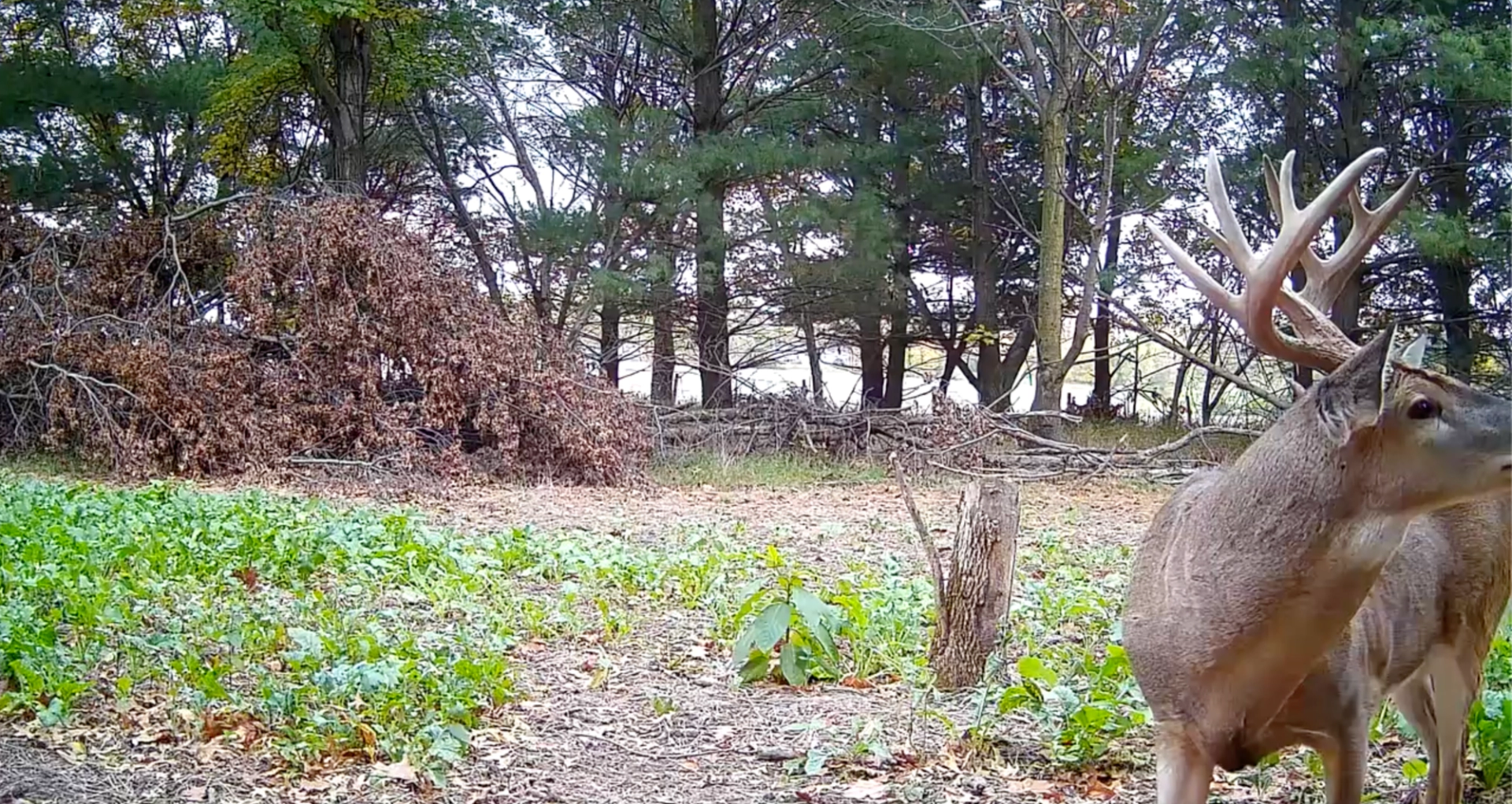 A Yellowstone trail camera in a mountain landscape