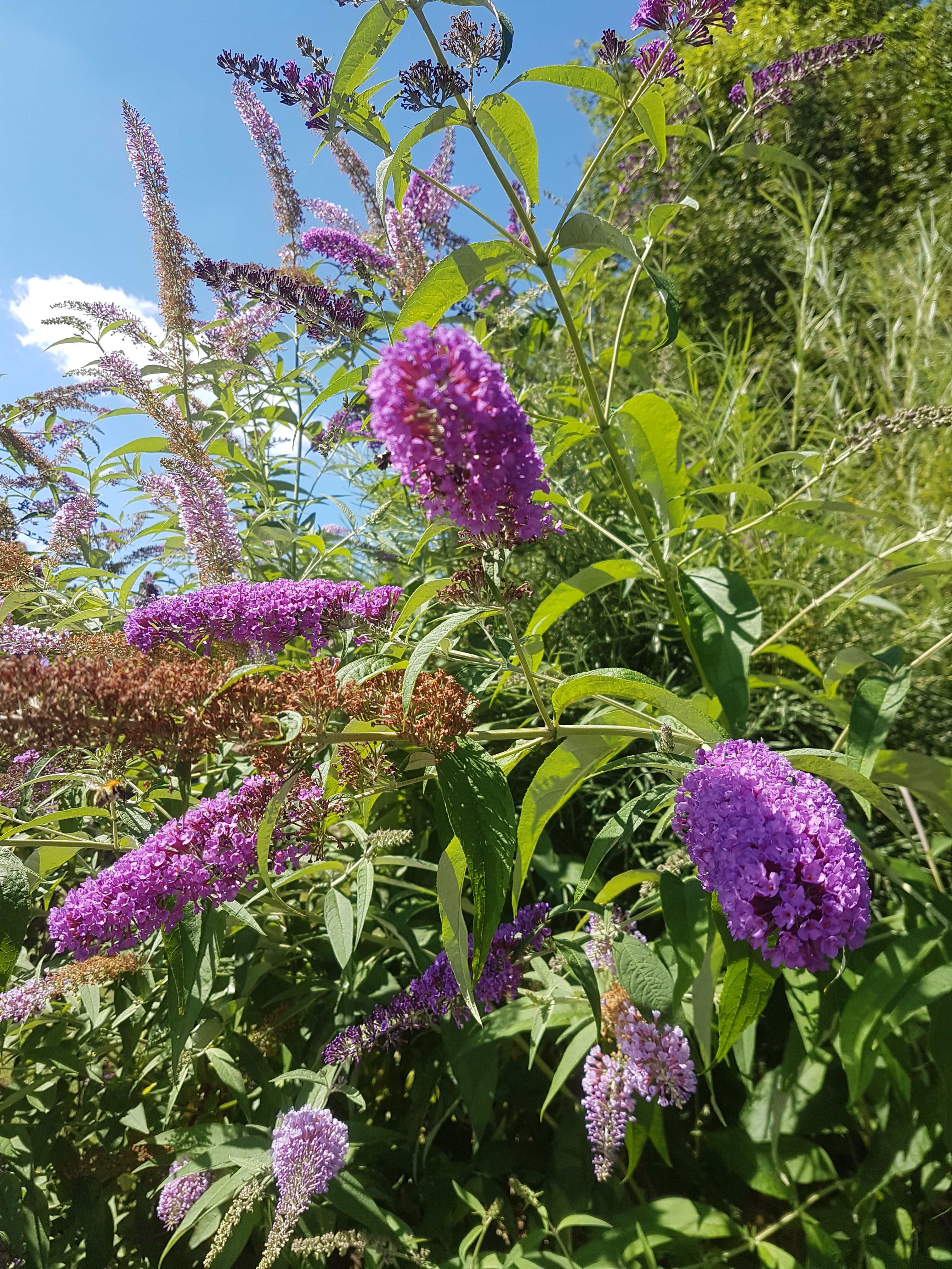Bloemen in de Périgord Noir