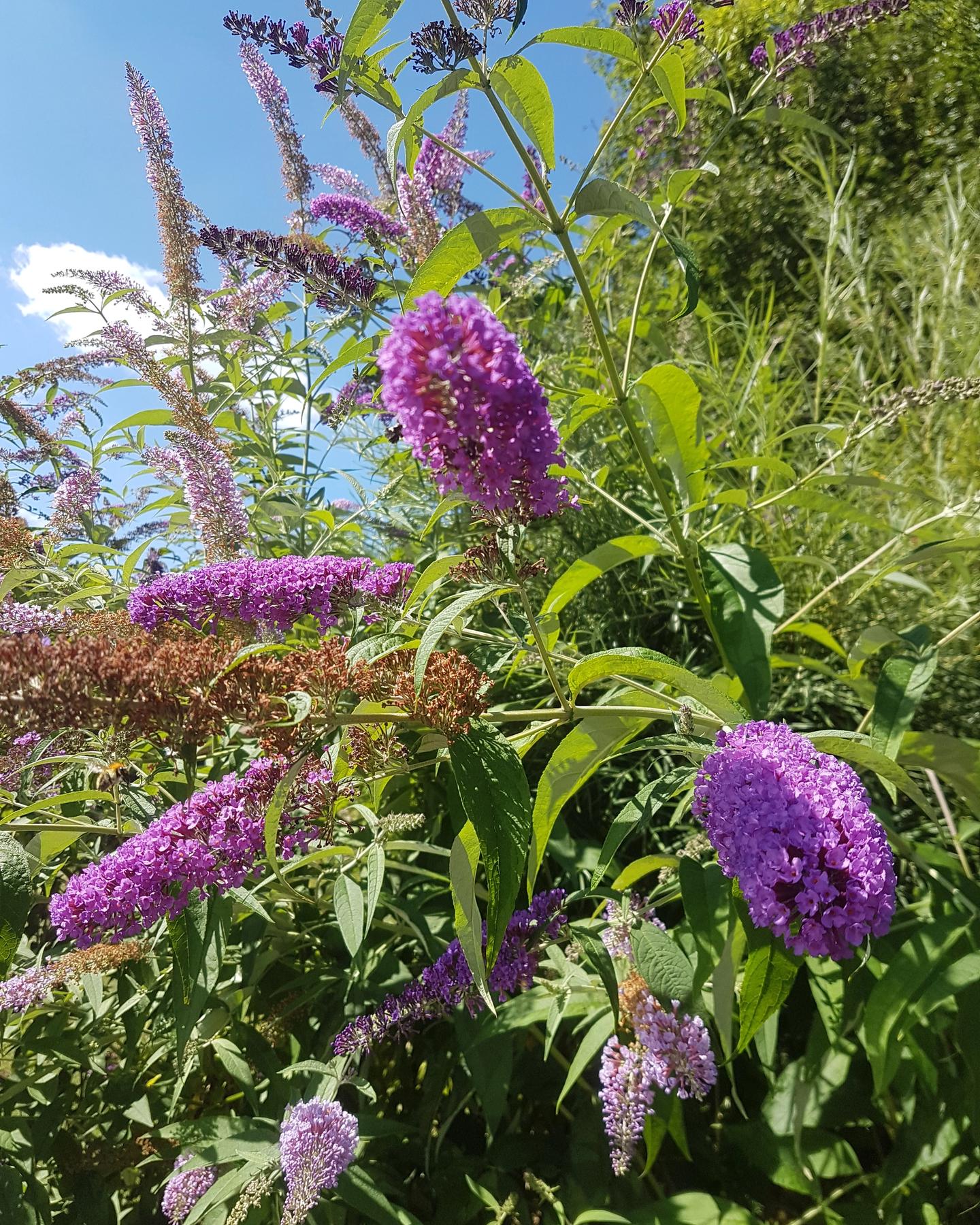 Bloemen in de Périgord Noir
