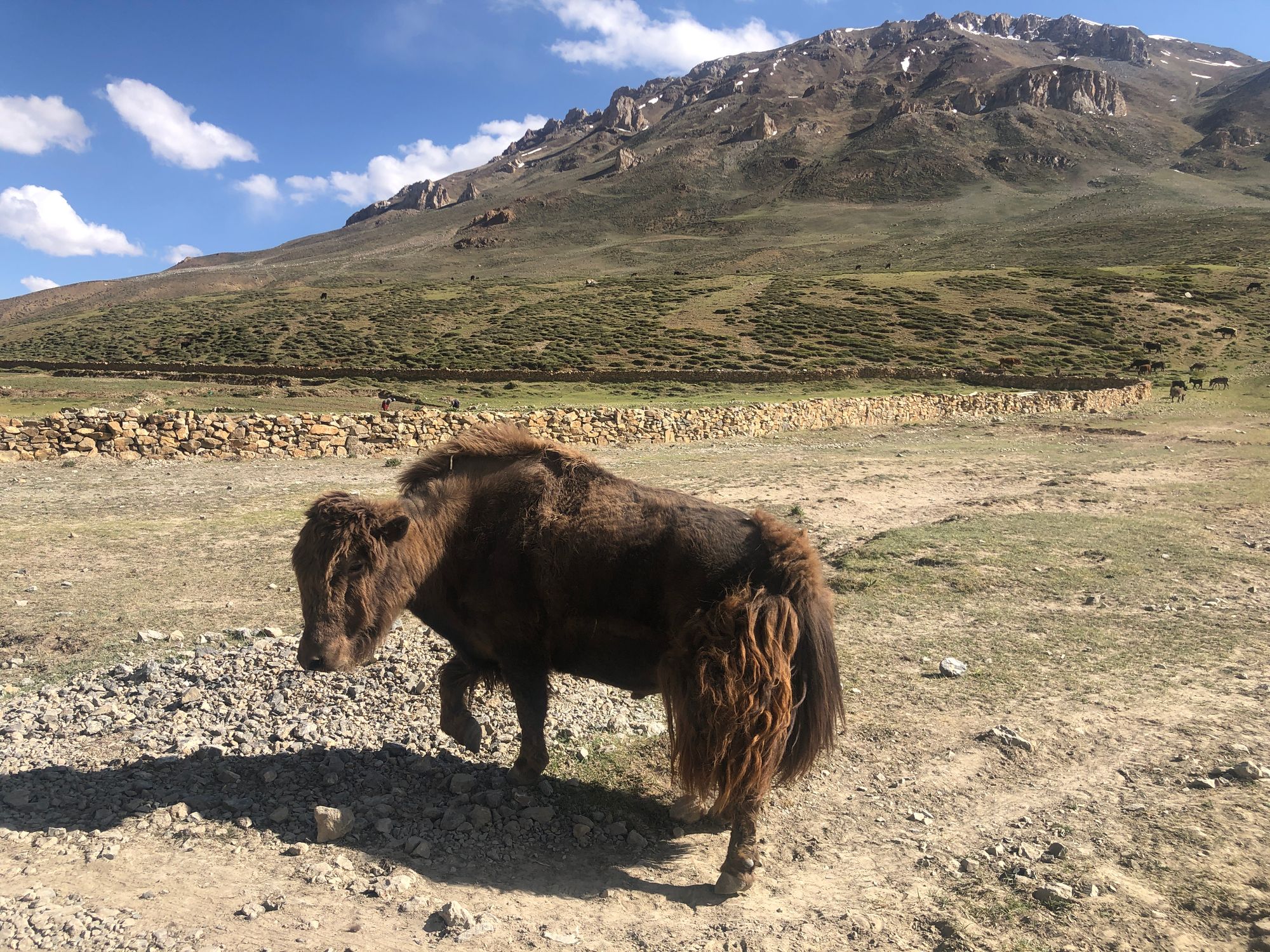 Dzo (a hybrid of a cow and a yak)