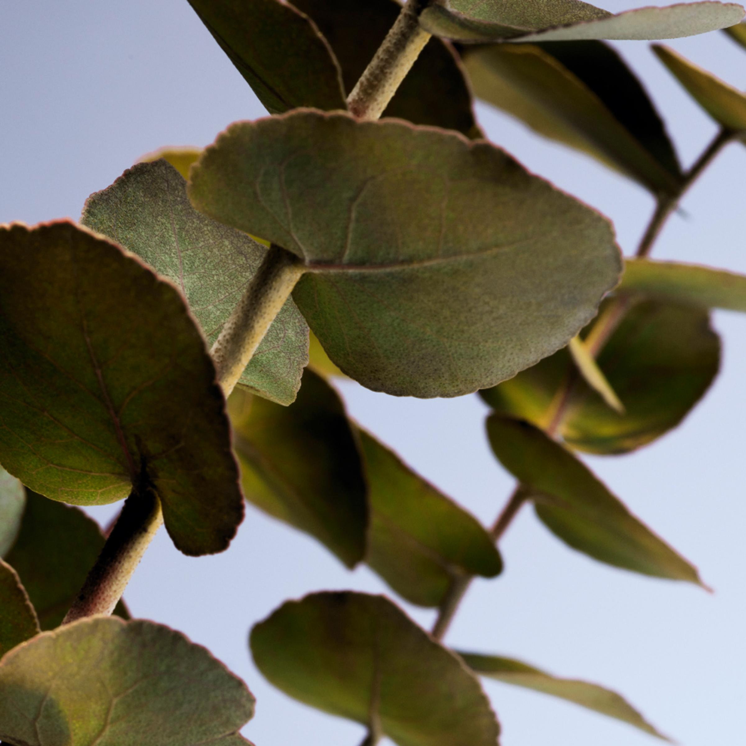 A few branches of green eucalyptus are shown against a light blue backdrop.