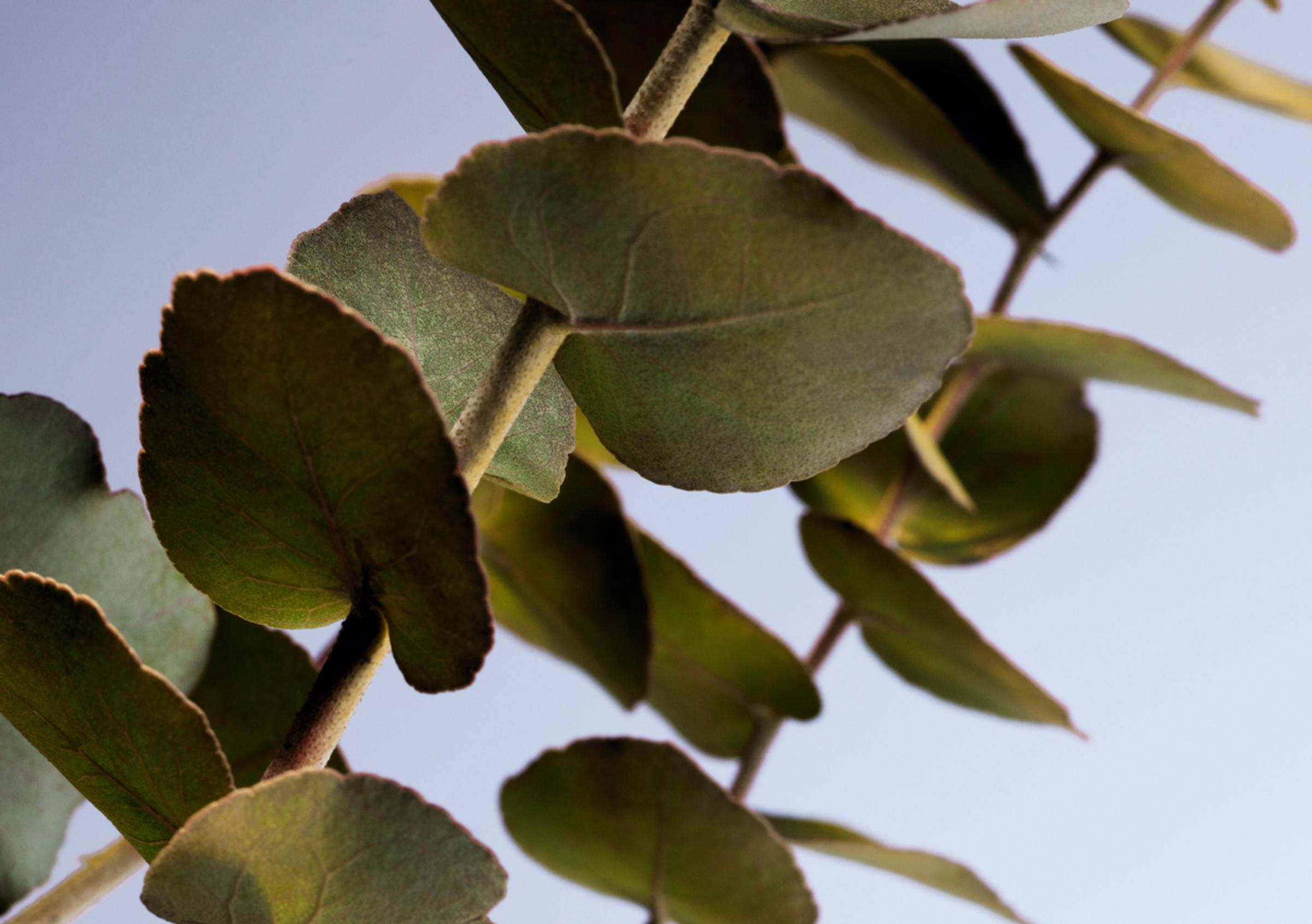 A few branches of green eucalyptus are shown against a light blue backdrop.