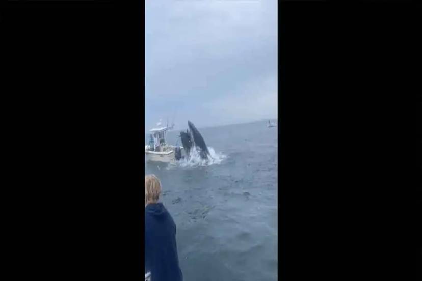 Article: VÍDEO Chocante: Baleia Jubarte Colide com Barco em Massachusetts, Lançando Dois Passageiros ao Mar