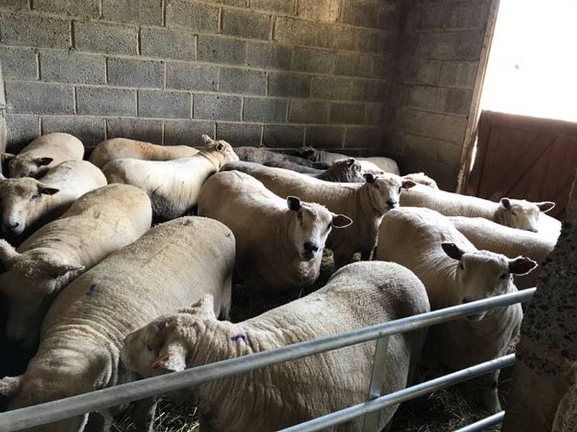 Article: Video: Pastores Mergulham Ovelhas em Inseticida para Eliminar Parasitas