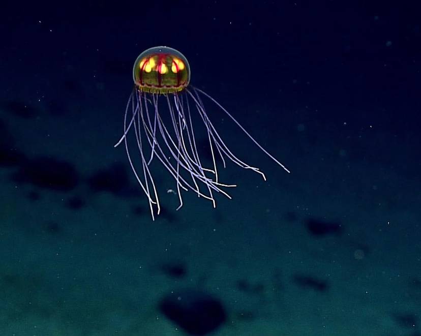 Article: Novo Ecossistema Descoberto Sob o Fundo do Oceano