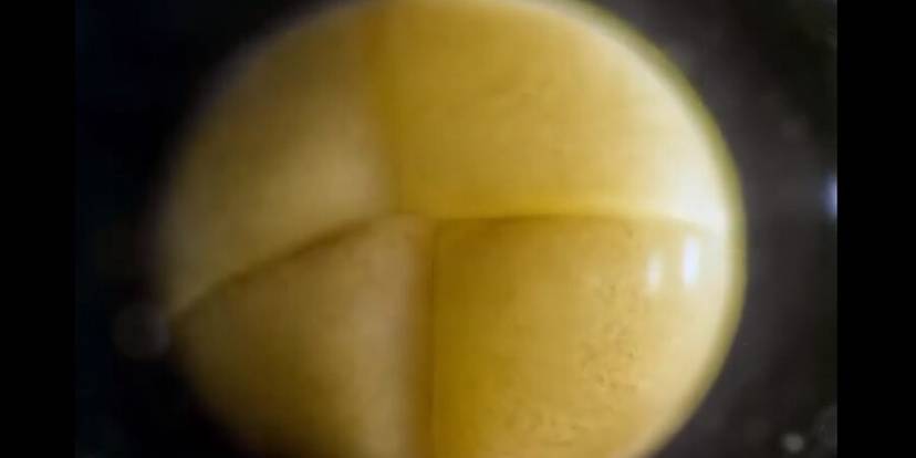 Article: Como uma salamandra se desenvolve a partir de uma única célula