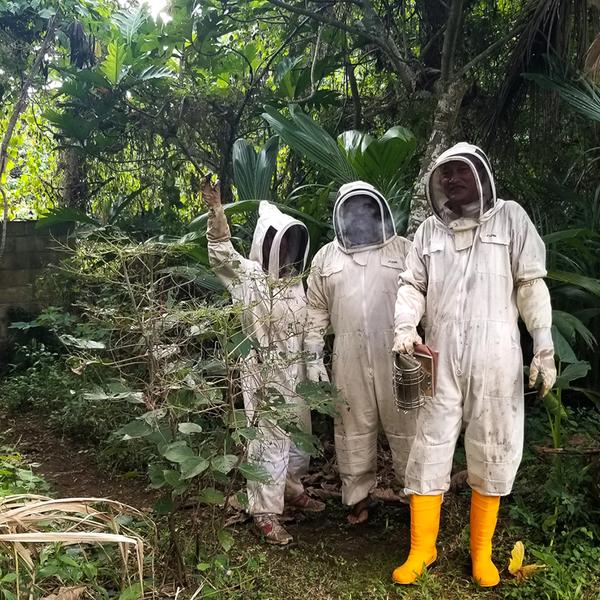 Getting Tonga’s crops buzzing Getting Tonga’s crops buzzing