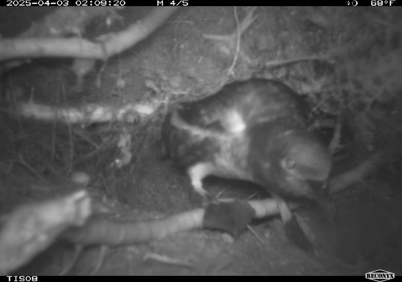 Tahiti Petrel emerging from its burrow