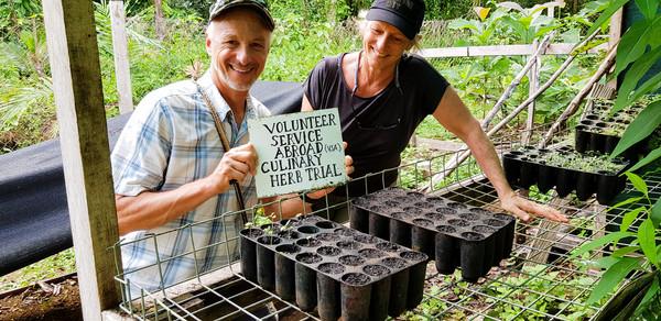 Shaun and Joy in the Munda Community Garden trialling sweet basil in local conditions. Used for cooking workshops aimed at improving the range of flavours offered by local hosp