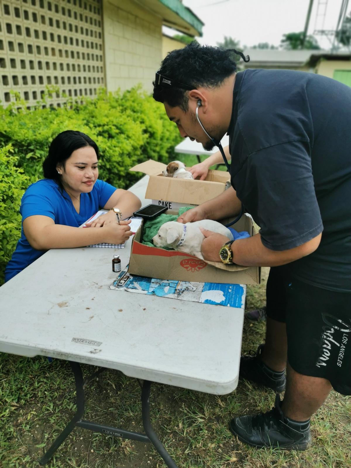 Two people doing a health check on a puppy Two people doing a health check on a puppy