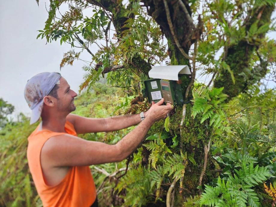 A man installing a song meter recorder on Te Ko'u A man installing a song meter recorder on Te Ko'u