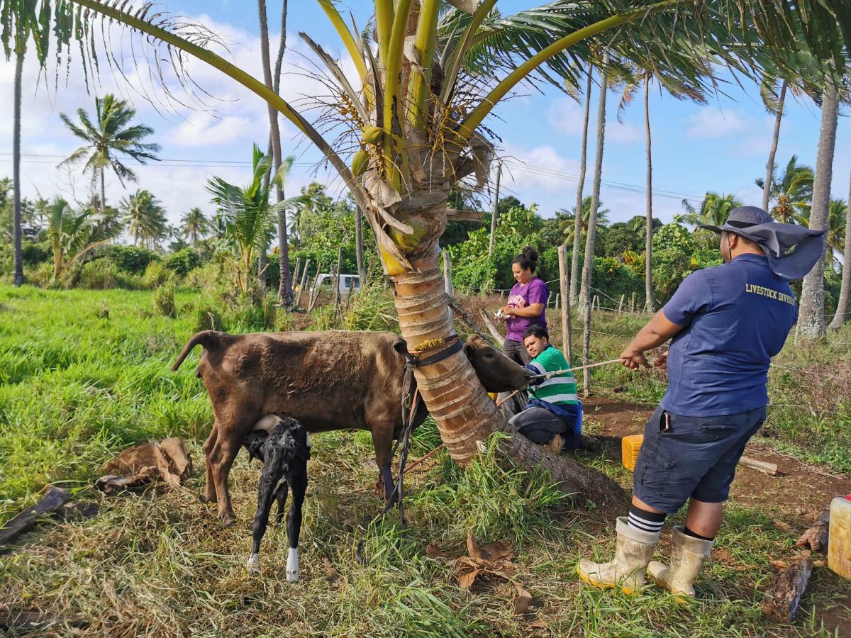 A group of people working together to perform a c-section surgery on a cow A group of people working together to perform a c-section surgery on a cow