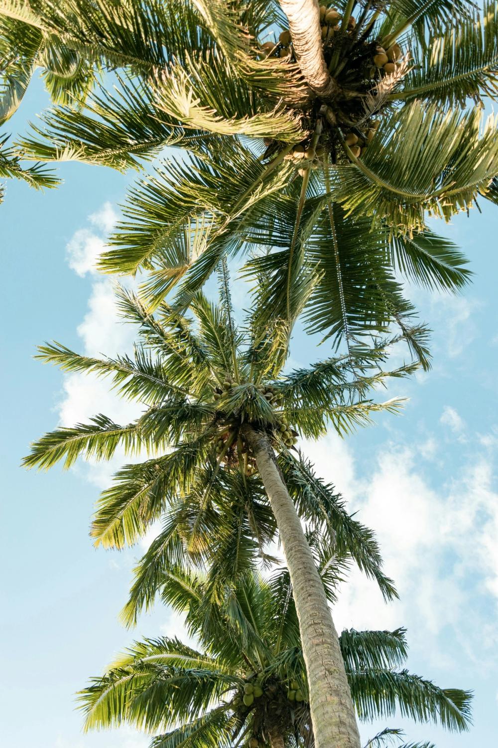 a woman is standing on a dirt road surrounded by palm trees . a woman is standing on a dirt road surrounded by palm trees .