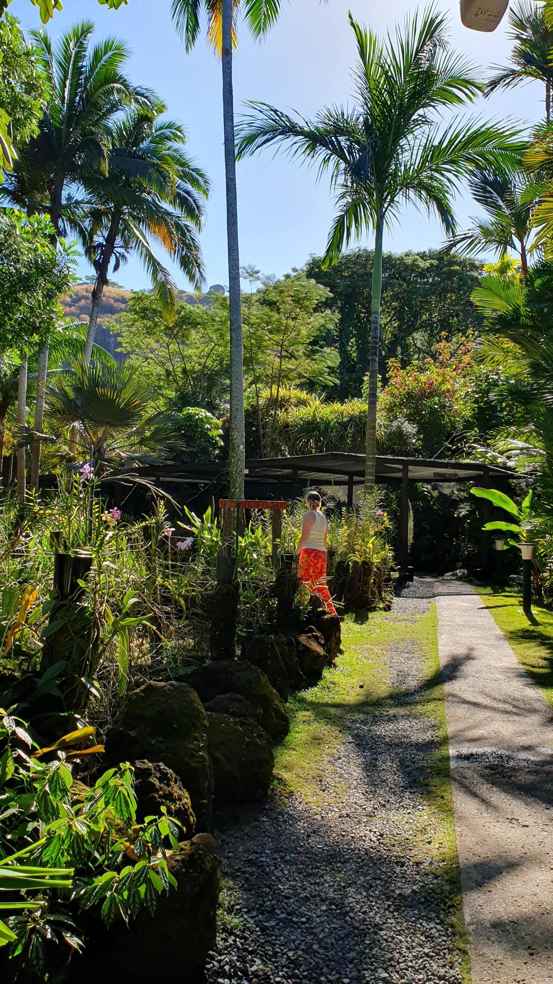 A scenic image of palm trees, mountains in the background and a young woman in the centre