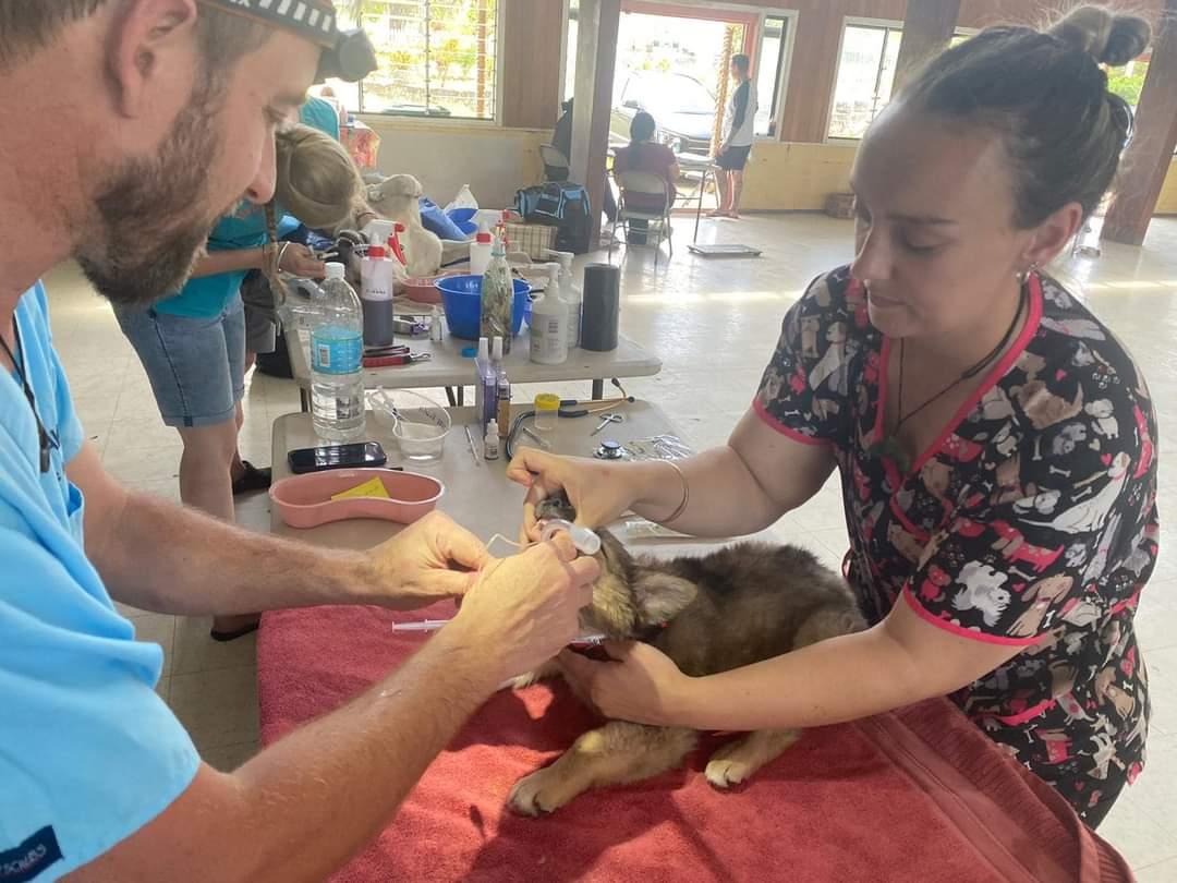 Man and woman both working to help a dog Man and woman both working to help a dog