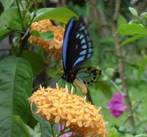 Why I Volunteer - Thoraya Abdul-Rassol Why I Volunteer - Thoraya Abdul-Rassol