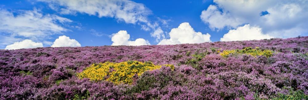 Blooming Heather Horizon