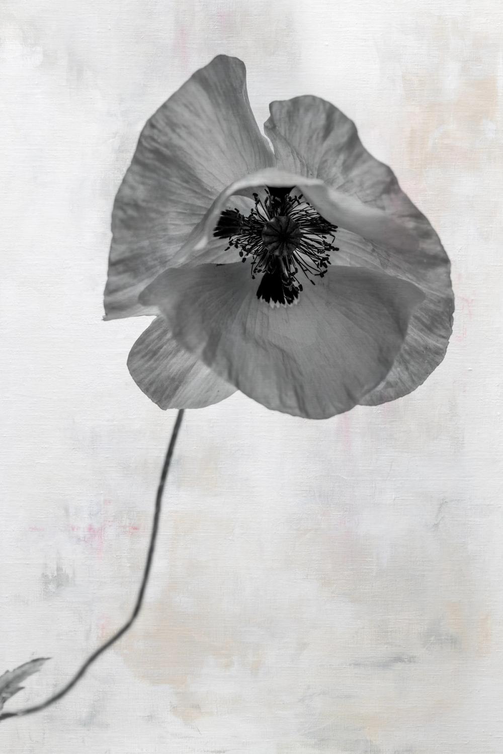 Wonderful Wildflowers VII Neutral