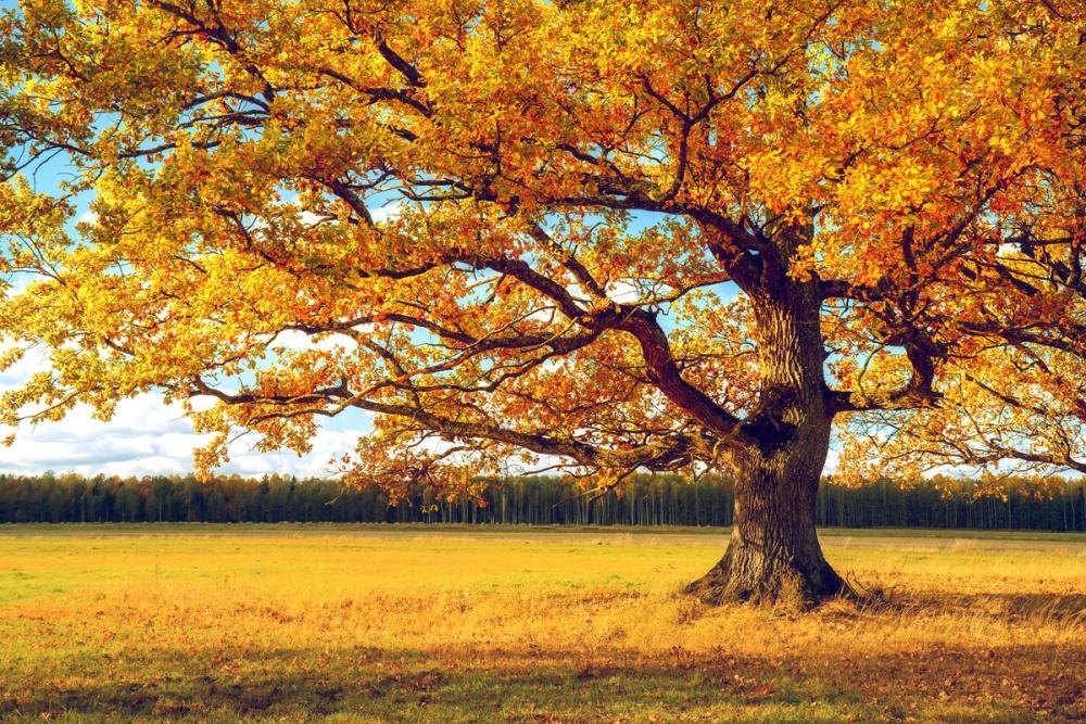 Golden Fall Tree