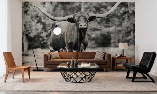 Longhorn Nosing Around