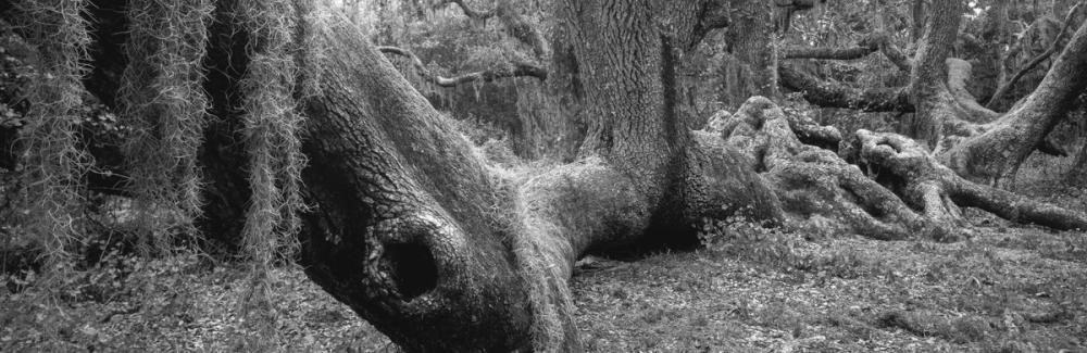 Ancient Whispers Oak