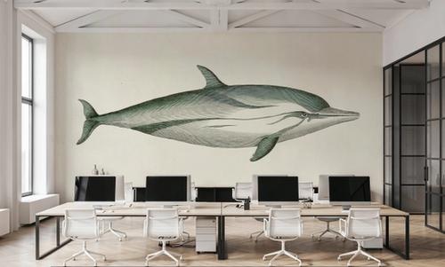 Striped Dolphin