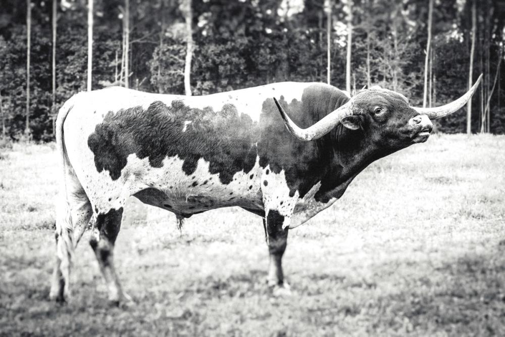 Longhorn Bull BW