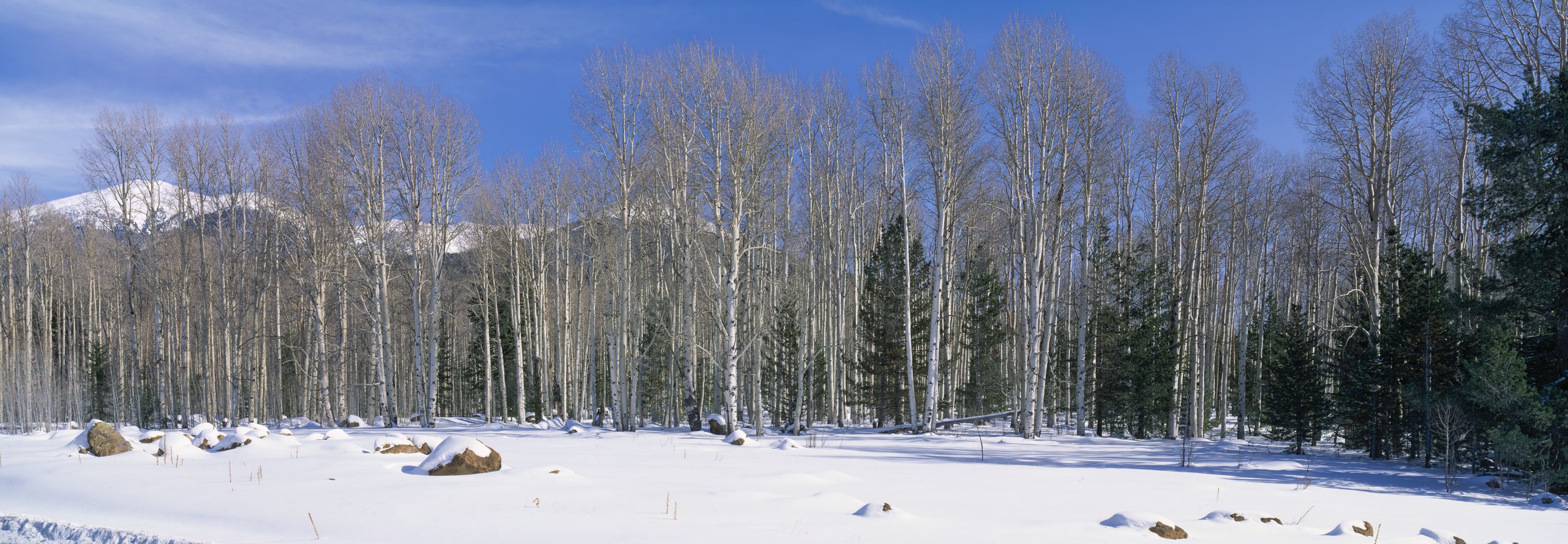 Aspen Winter Grove