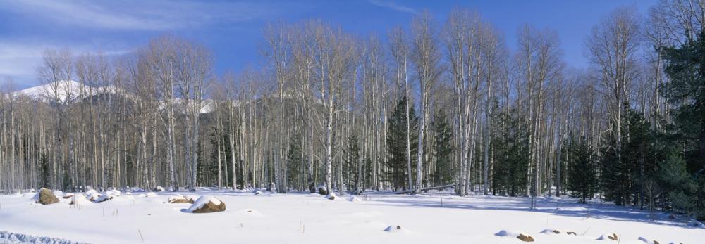 Aspen Winter Grove