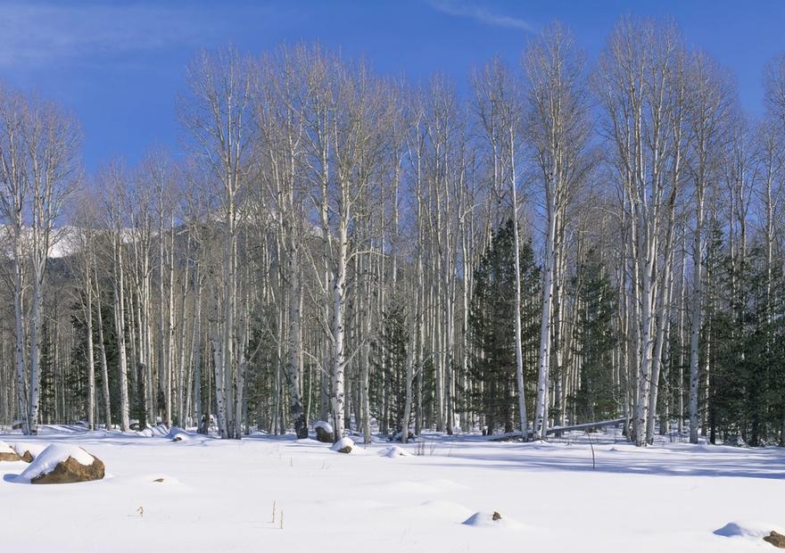 Aspen Winter Grove
