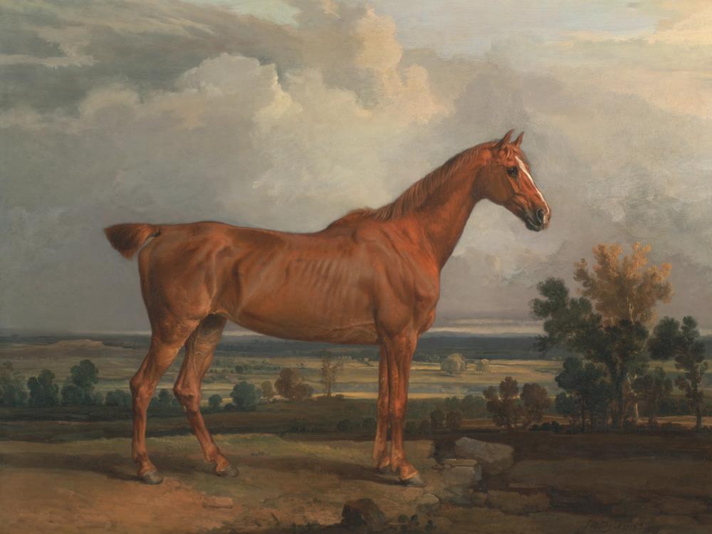 Horse in Landscape