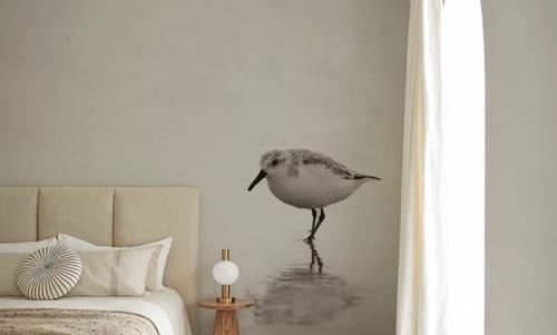 Tybee Island Sanderling