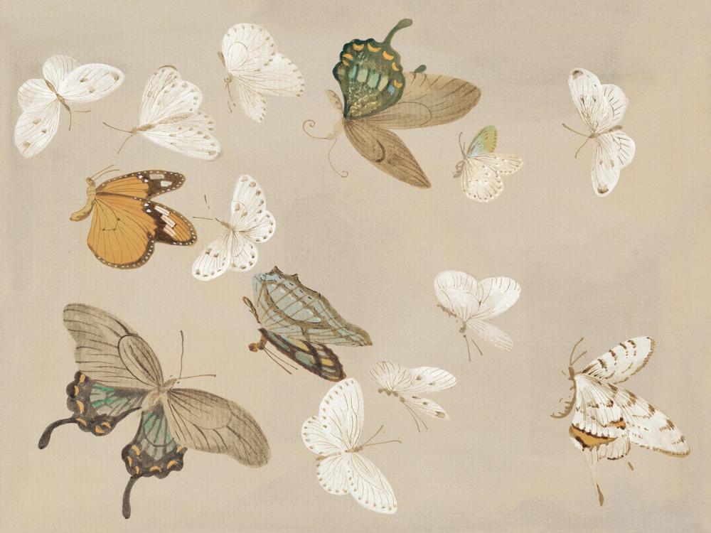 Chrysanthemum Butterflies