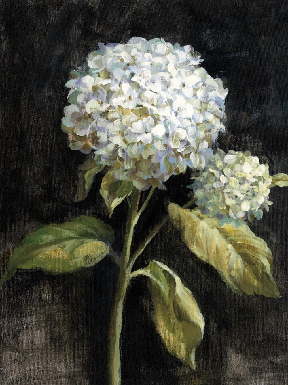 Hydrangea on Black
