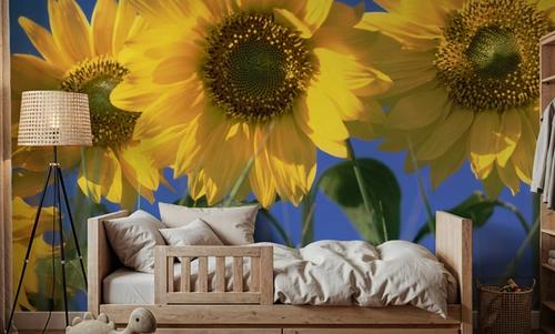 Sunflower Sky