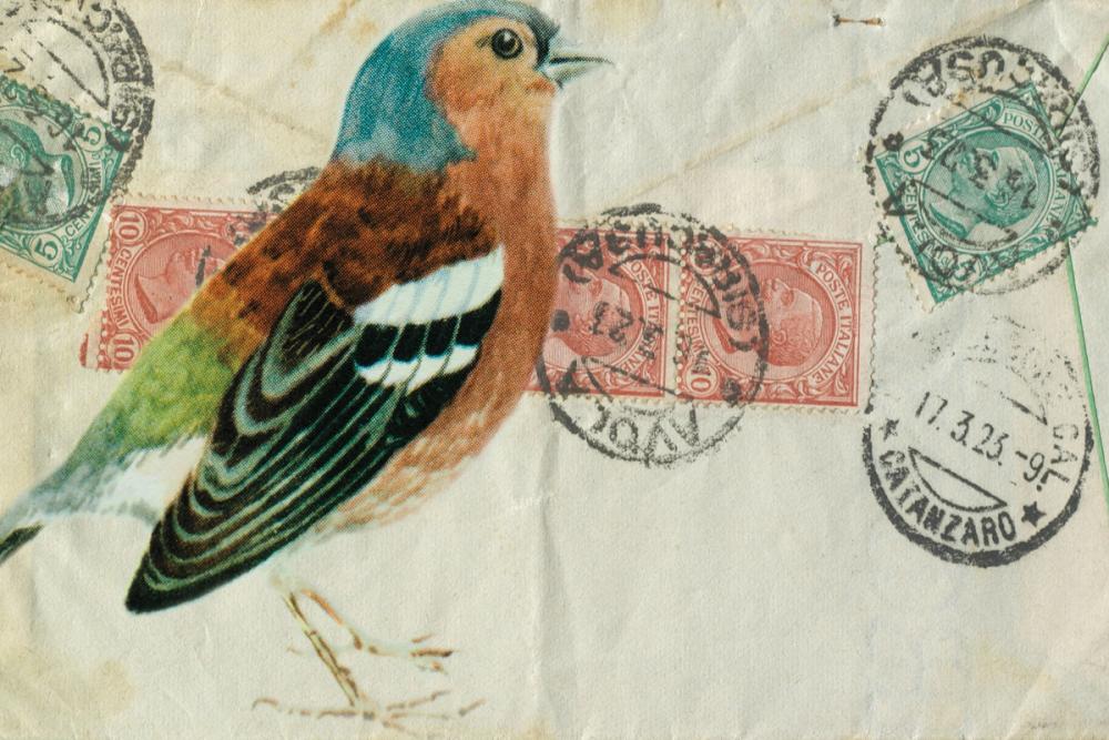 Chaffinch