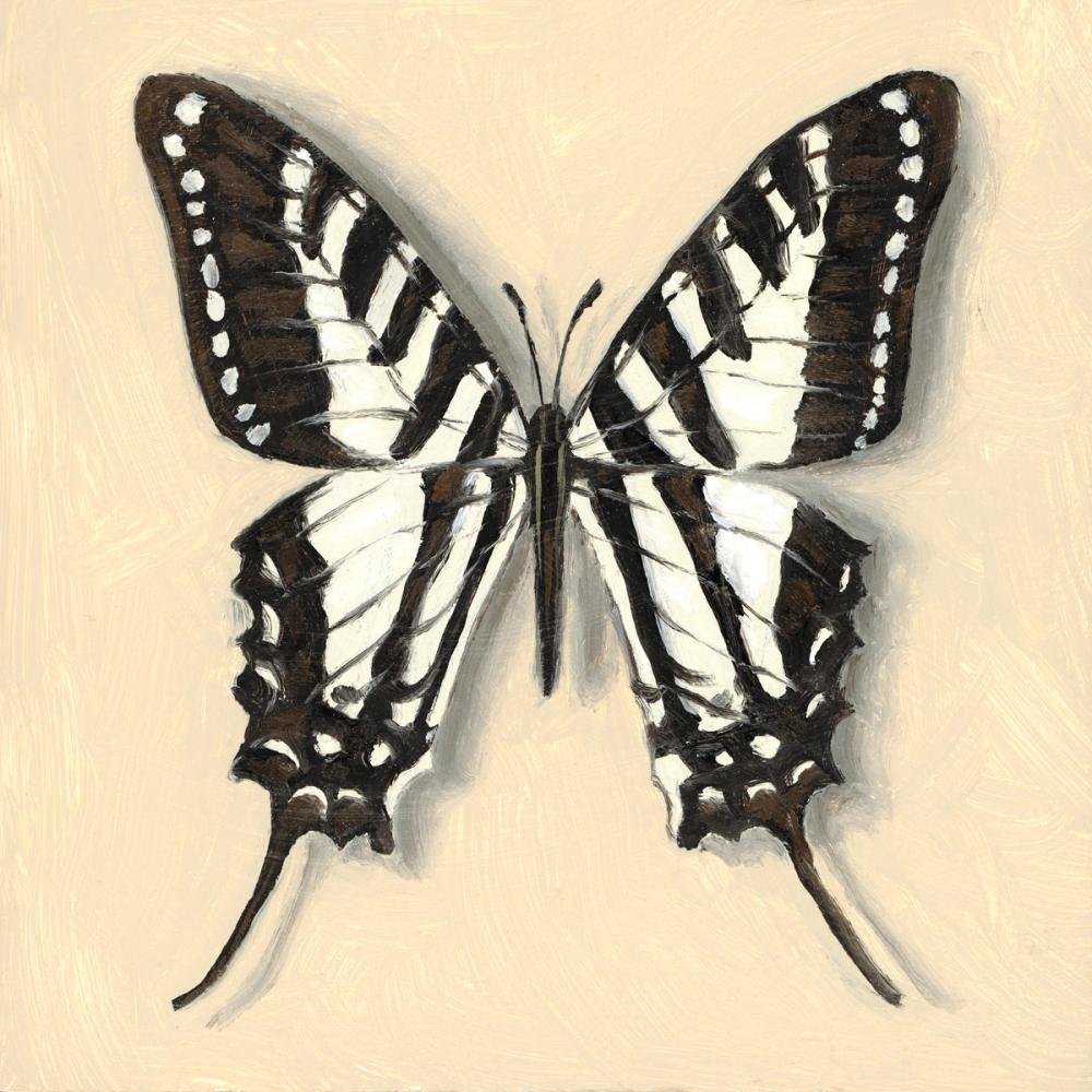 Spot Swordtail Butterfly