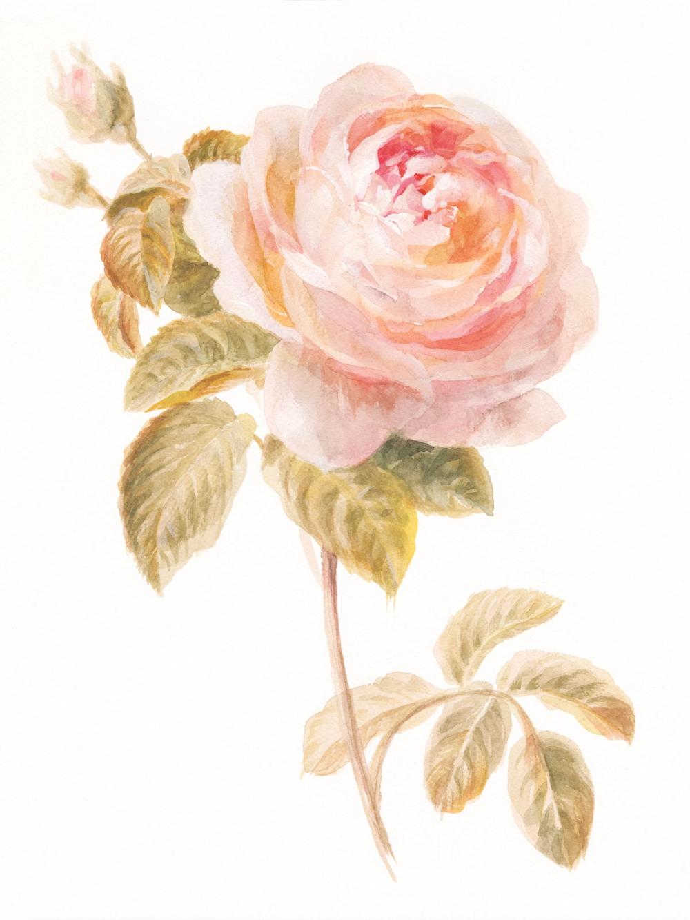 Garden Rose on White