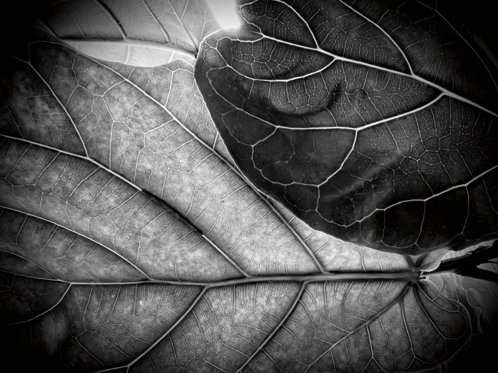 Sunlit Leaf II