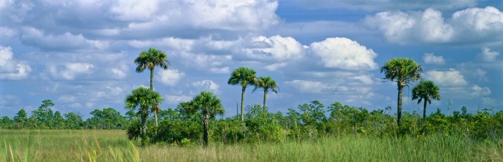 Big Cypress Swamp National Preserve
