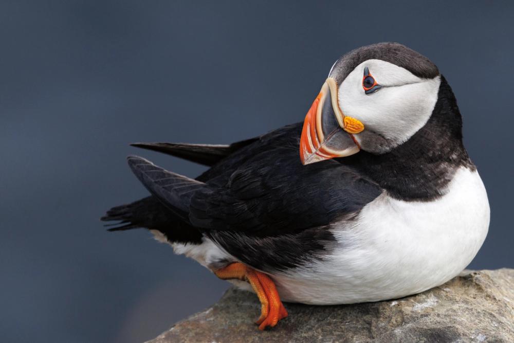 Atlantic Puffin