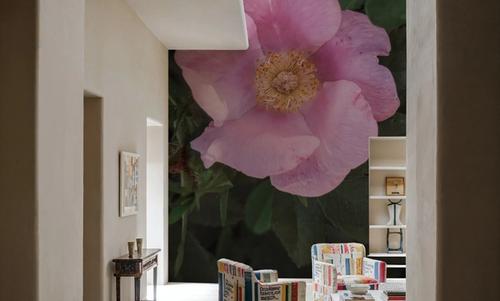 Wild Rose VII