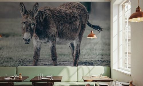 Donkey Summer III